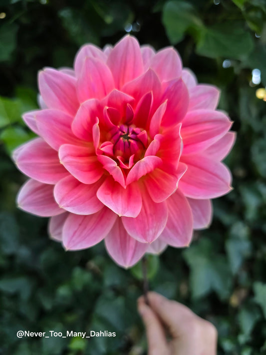 Apricot Desire