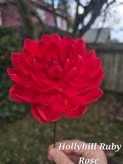 Hollyhill Ruby Rose