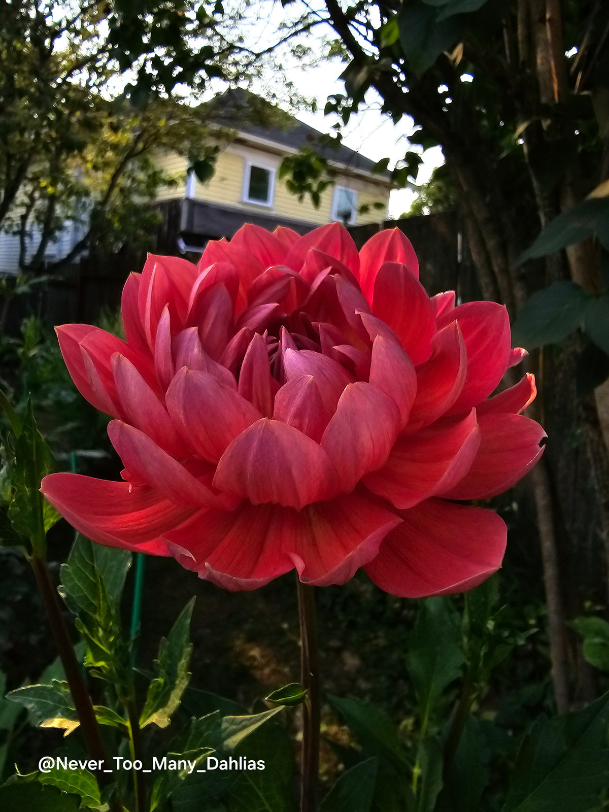 Hollyhill Daydream