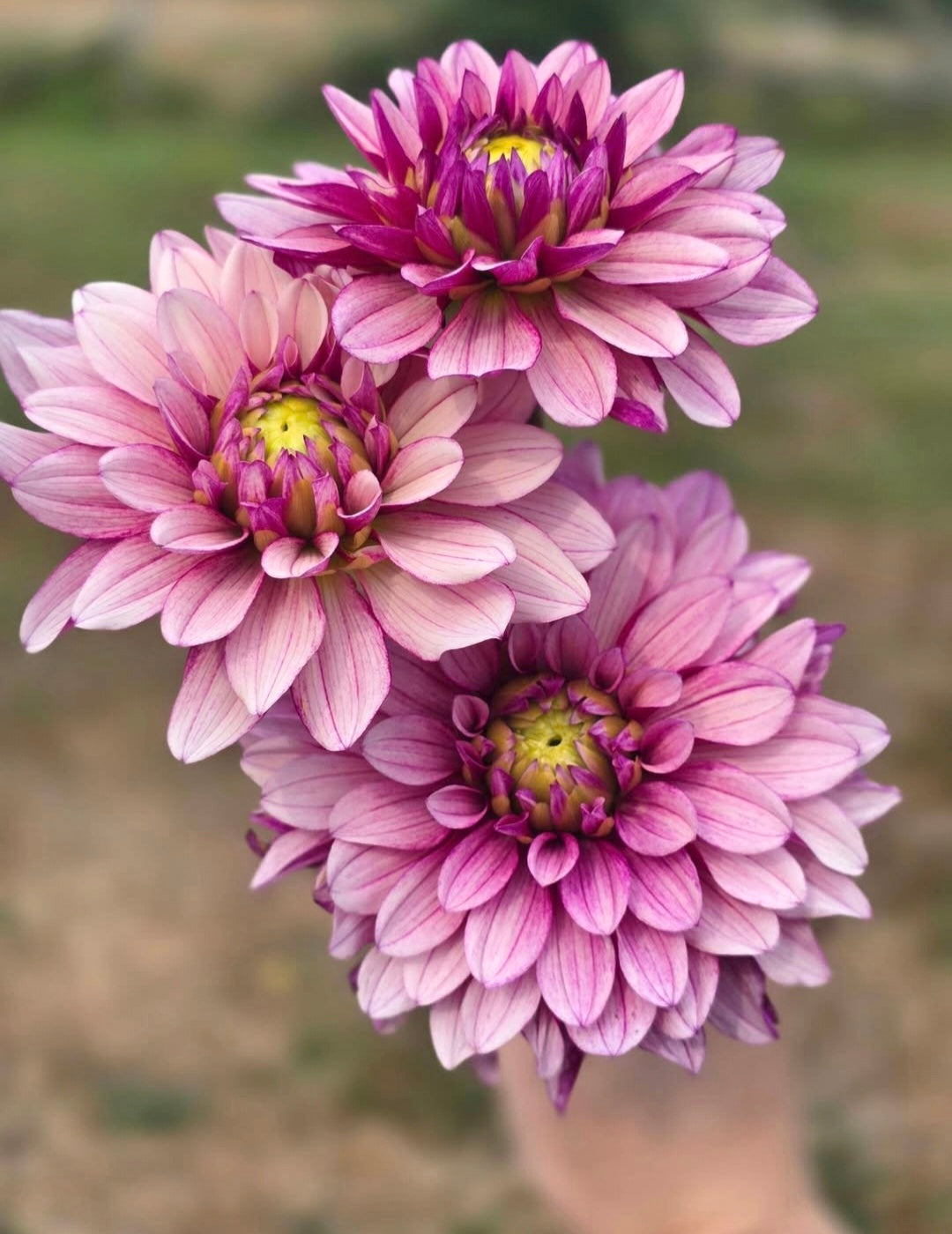 Purple Lined Idylle