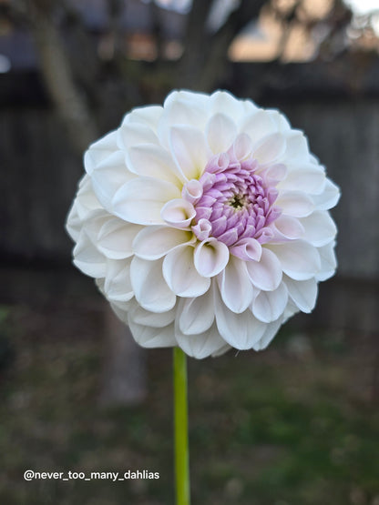 Eden Blush On