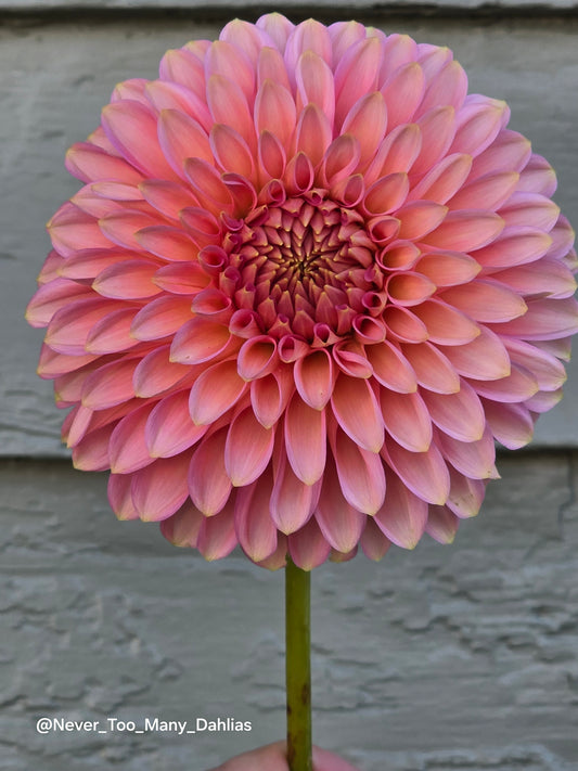 Bloomquist Pink Parfait